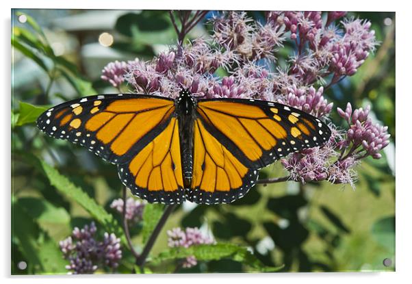 Monarch butterfly feeding Acrylic by Gary Eason
