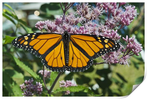 Monarch butterfly feeding Print by Gary Eason