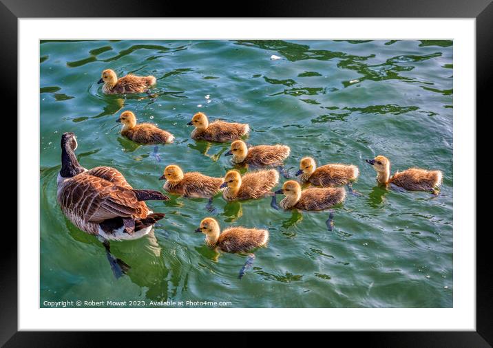 Goose and Goslings on a lake Framed Mounted Print by Robert Mowat