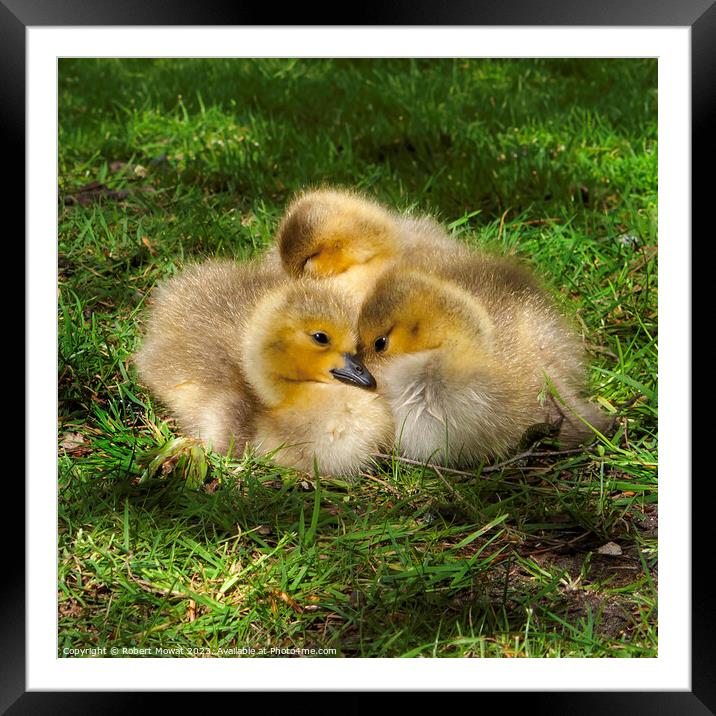Goslings huddled together for protection Framed Mounted Print by Robert Mowat