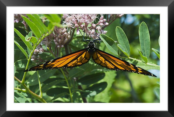 Monarch butterfly feeding Framed Mounted Print by Gary Eason