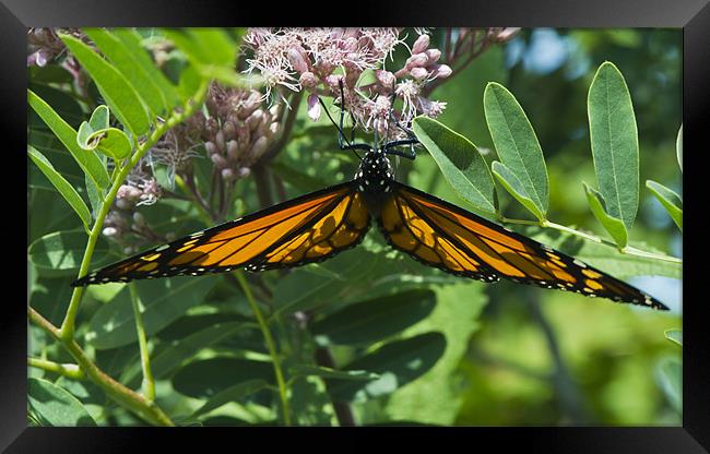 Monarch butterfly feeding Framed Print by Gary Eason