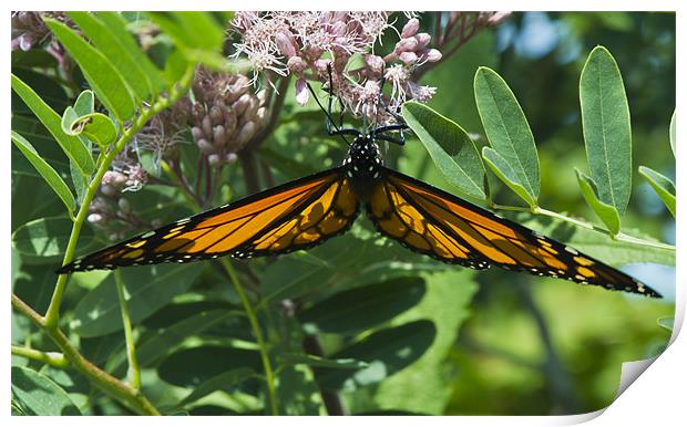 Monarch butterfly feeding Print by Gary Eason
