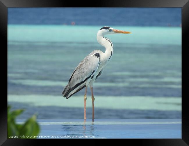 Grey Heron Maldives Framed Print by ANDREW BENHAM