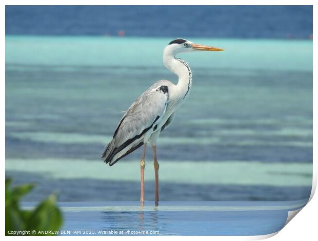Grey Heron Maldives Print by ANDREW BENHAM