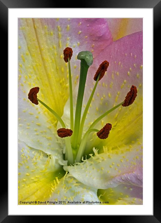 Lily Flower Framed Mounted Print by David Pringle