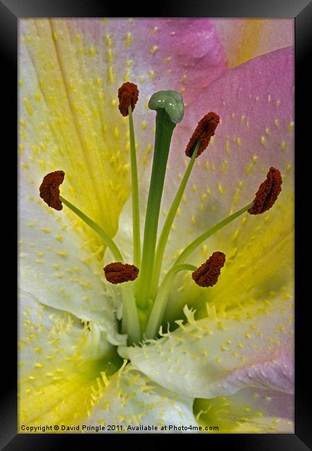 Lily Flower Framed Print by David Pringle