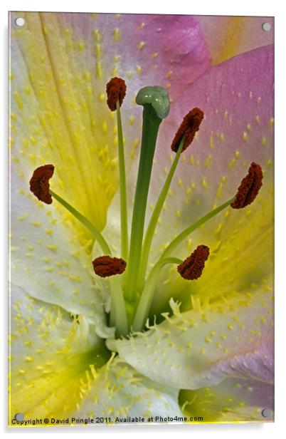 Lily Flower Acrylic by David Pringle