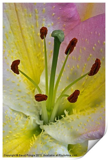 Lily Flower Print by David Pringle