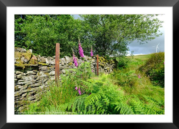 Foxgloves against a dry stone wall Framed Mounted Print by David Harris