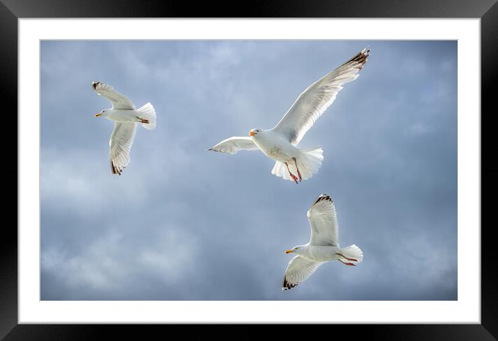 Trio of Gulls, Isle of Mull. Framed Mounted Print by David Jeffery