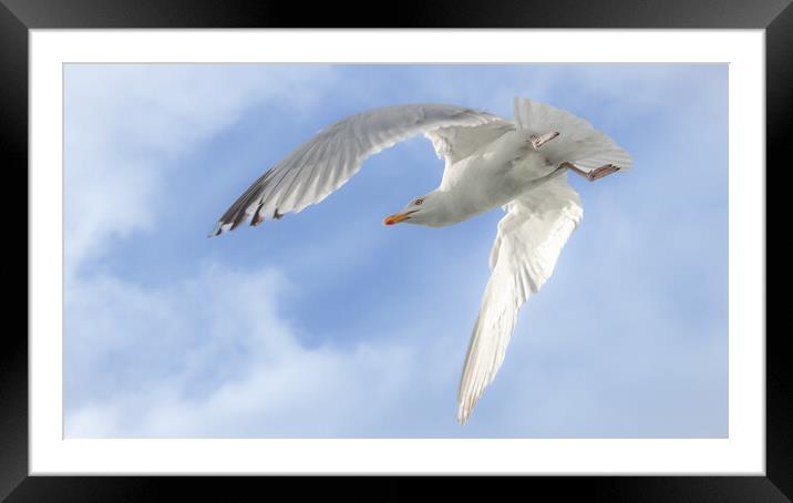 Gull in flight, Isle of Mull Framed Mounted Print by David Jeffery