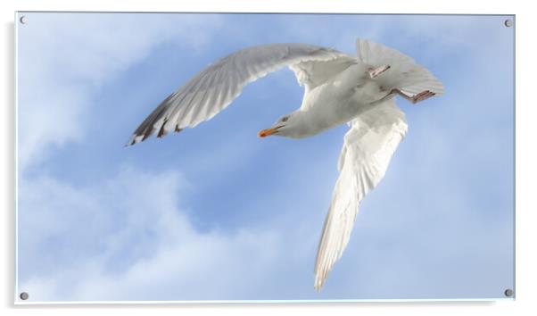 Gull in flight, Isle of Mull Acrylic by David Jeffery