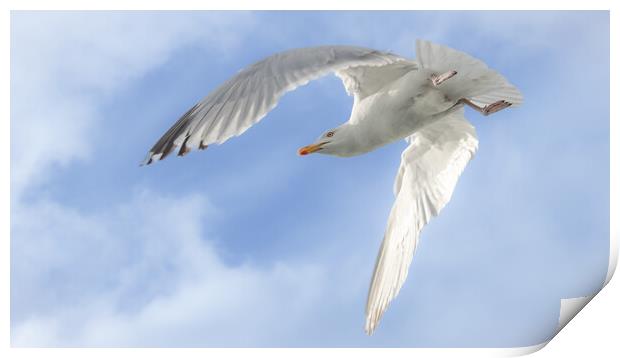 Gull in flight, Isle of Mull Print by David Jeffery