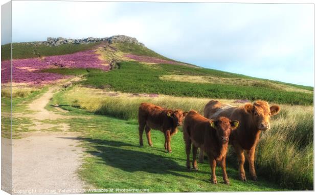 Peak District Cows Higgar Tor Canvas Print by Craig Yates