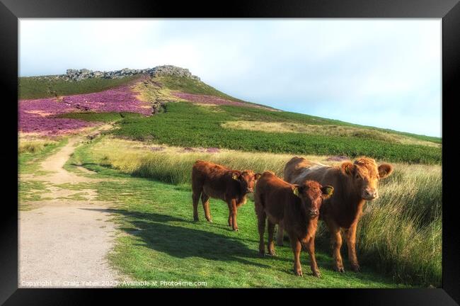 Peak District Cows Higgar Tor Framed Print by Craig Yates