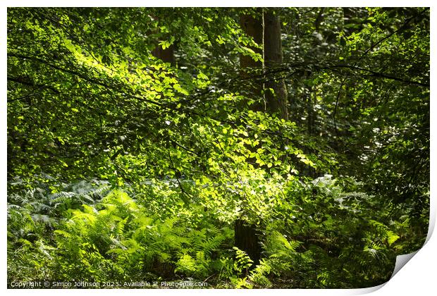 sunlit leaves and ferns Print by Simon Johnson