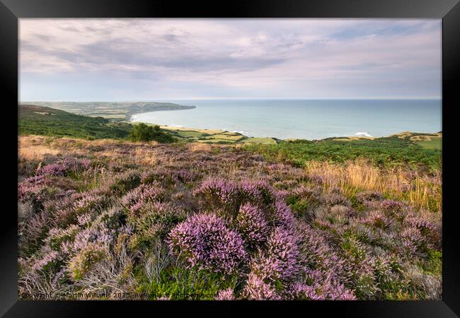 Heather at Ravenscar overlooking Robin Hoods Bay Framed Print by Martin Williams