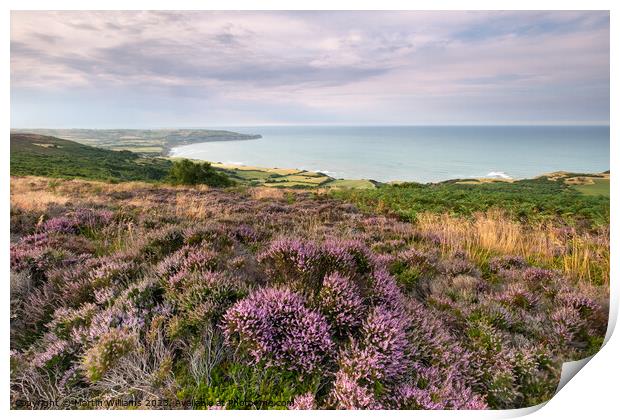 Heather at Ravenscar overlooking Robin Hoods Bay Print by Martin Williams