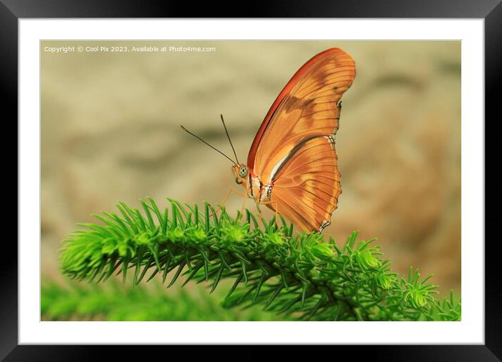 A butterfly on a flower Framed Mounted Print by Arun 