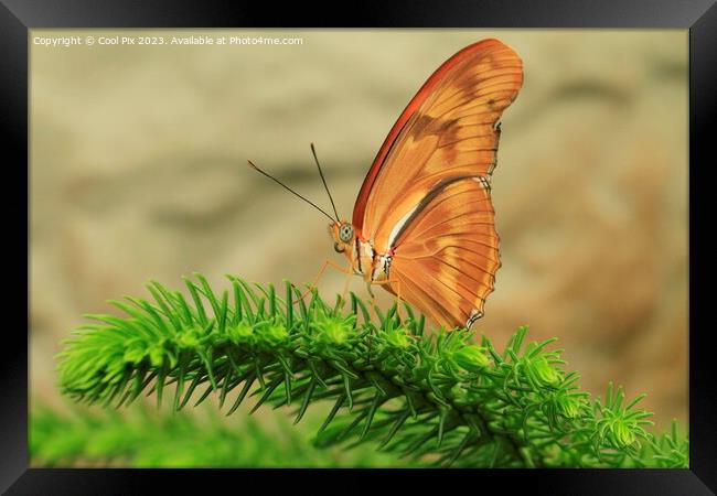 A butterfly on a flower Framed Print by Arun 