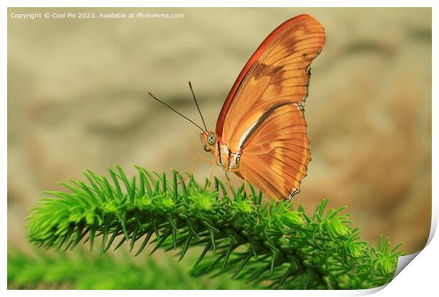 A butterfly on a flower Print by Arun 