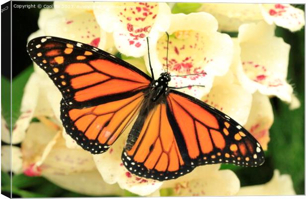 Butterfly on a flower Canvas Print by Arun 