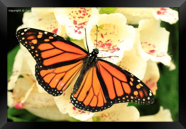 Butterfly on a flower Framed Print by Arun 