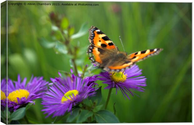 A Butterfly Fluttered By Canvas Print by Alison Chambers