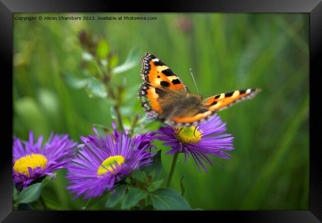 A Butterfly Fluttered By Framed Print by Alison Chambers