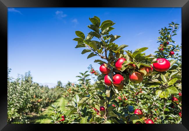 Red apples up close on a tree Framed Print by Jason Wells