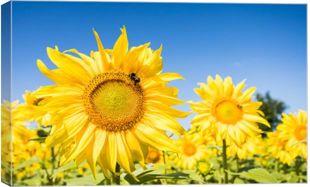 Bees navigating between sunflowers Canvas Print by Jason Wells
