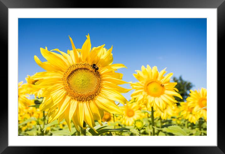 Bees navigating between sunflowers Framed Mounted Print by Jason Wells