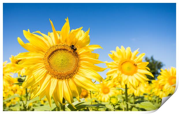 Bees navigating between sunflowers Print by Jason Wells