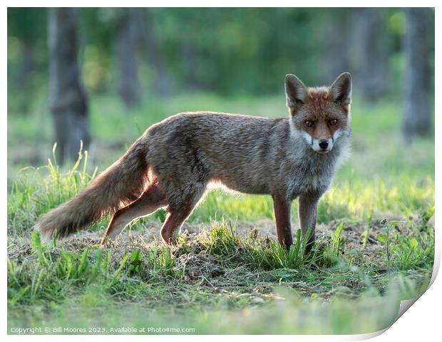 Good evening Mr Fox Print by Bill Moores