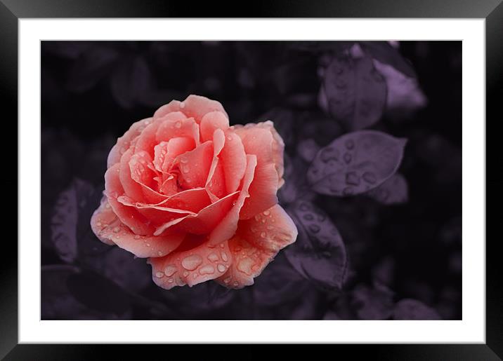 Peach Rose Framed Mounted Print by Rachael Hood