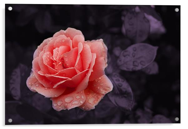 Peach Rose Acrylic by Rachael Hood