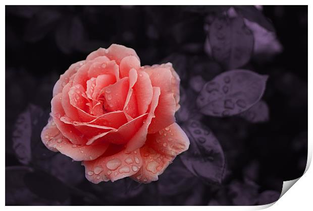 Peach Rose Print by Rachael Hood
