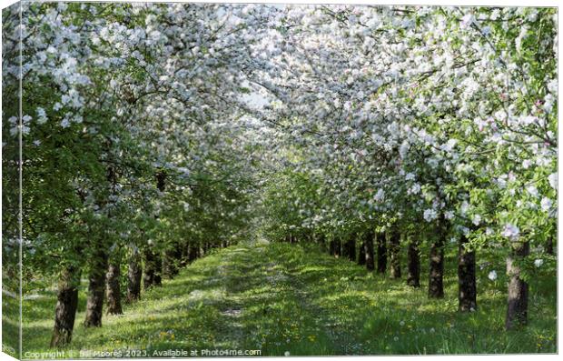 Apple Orchard in Bloom Canvas Print by Bill Moores