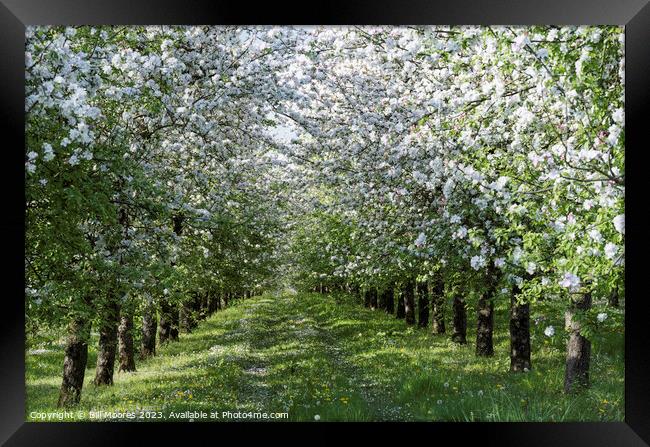 Apple Orchard in Bloom Framed Print by Bill Moores