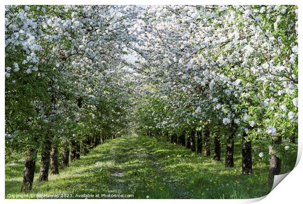 Apple Orchard in Bloom Print by Bill Moores