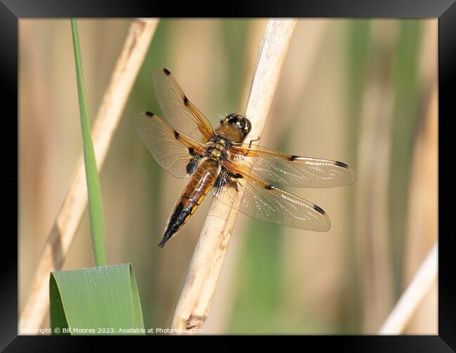 Four spotted chaser Framed Print by Bill Moores