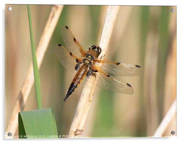 Four spotted chaser Acrylic by Bill Moores