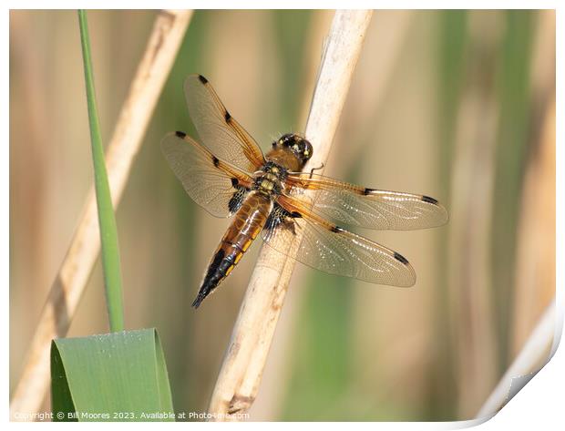 Four spotted chaser Print by Bill Moores