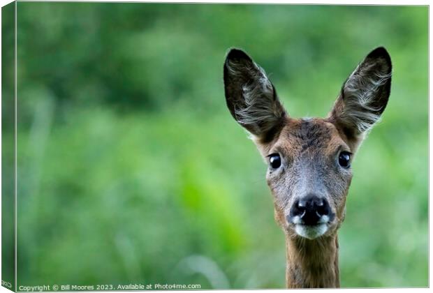 What are you looking at? Canvas Print by Bill Moores