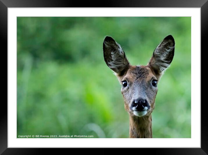 What are you looking at? Framed Mounted Print by Bill Moores