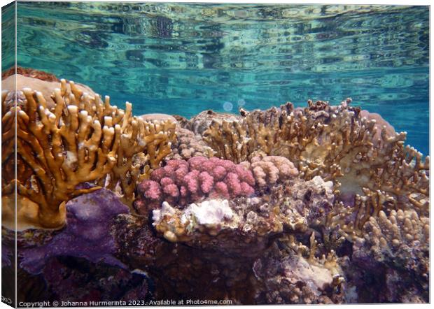 The Amazing And Healthy Corals In The Red Sea Canvas Print by Johanna Hurmerinta