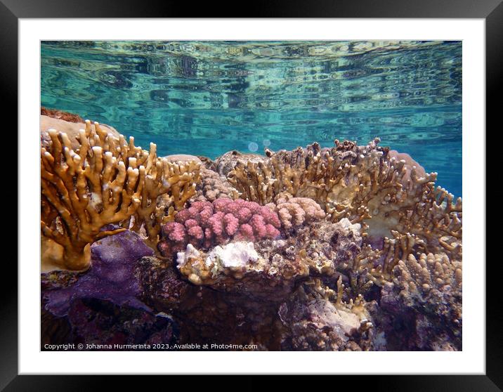 The Amazing And Healthy Corals In The Red Sea Framed Mounted Print by Johanna Hurmerinta