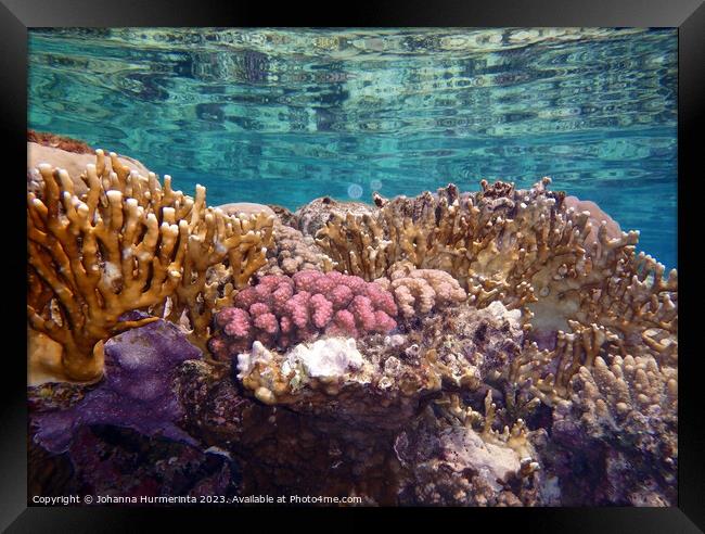The Amazing And Healthy Corals In The Red Sea Framed Print by Johanna Hurmerinta