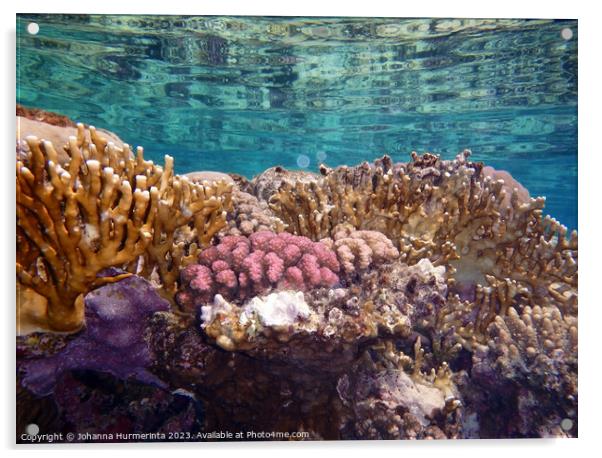 The Amazing And Healthy Corals In The Red Sea Acrylic by Johanna Hurmerinta